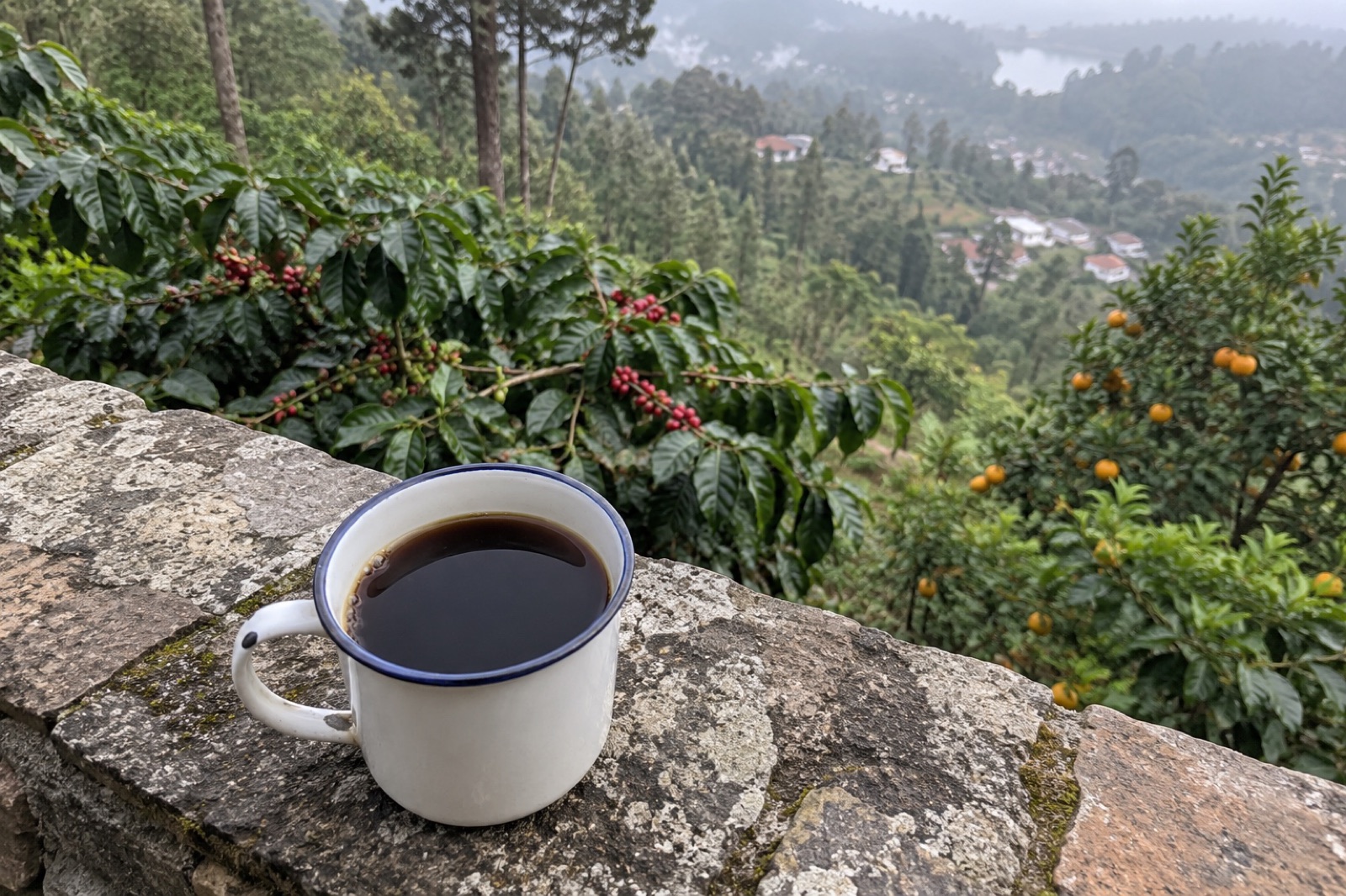 Shevaroy Estate Coffee — vegetarian Yercaud dish