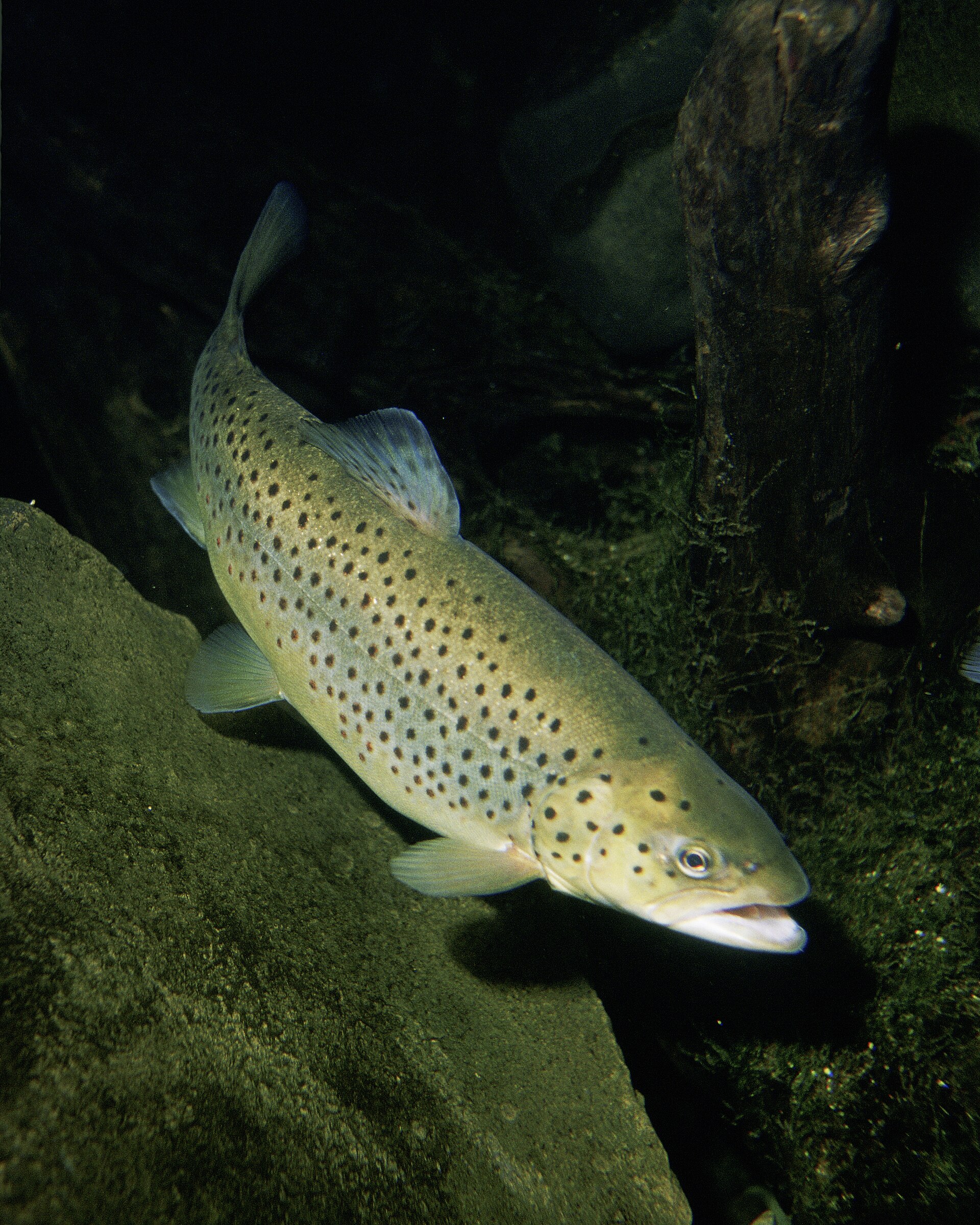 River Trout Fry — non-vegetarian Manali dish