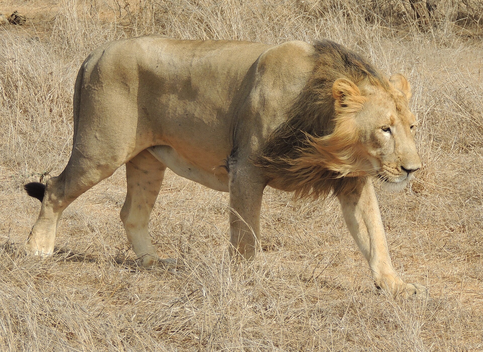 Asiatic Lion Safari — photo