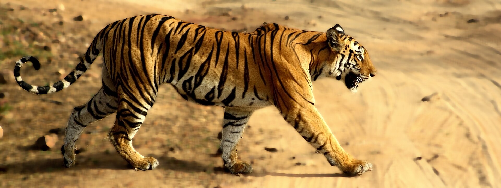 Bandhavgarh National Park — photo
