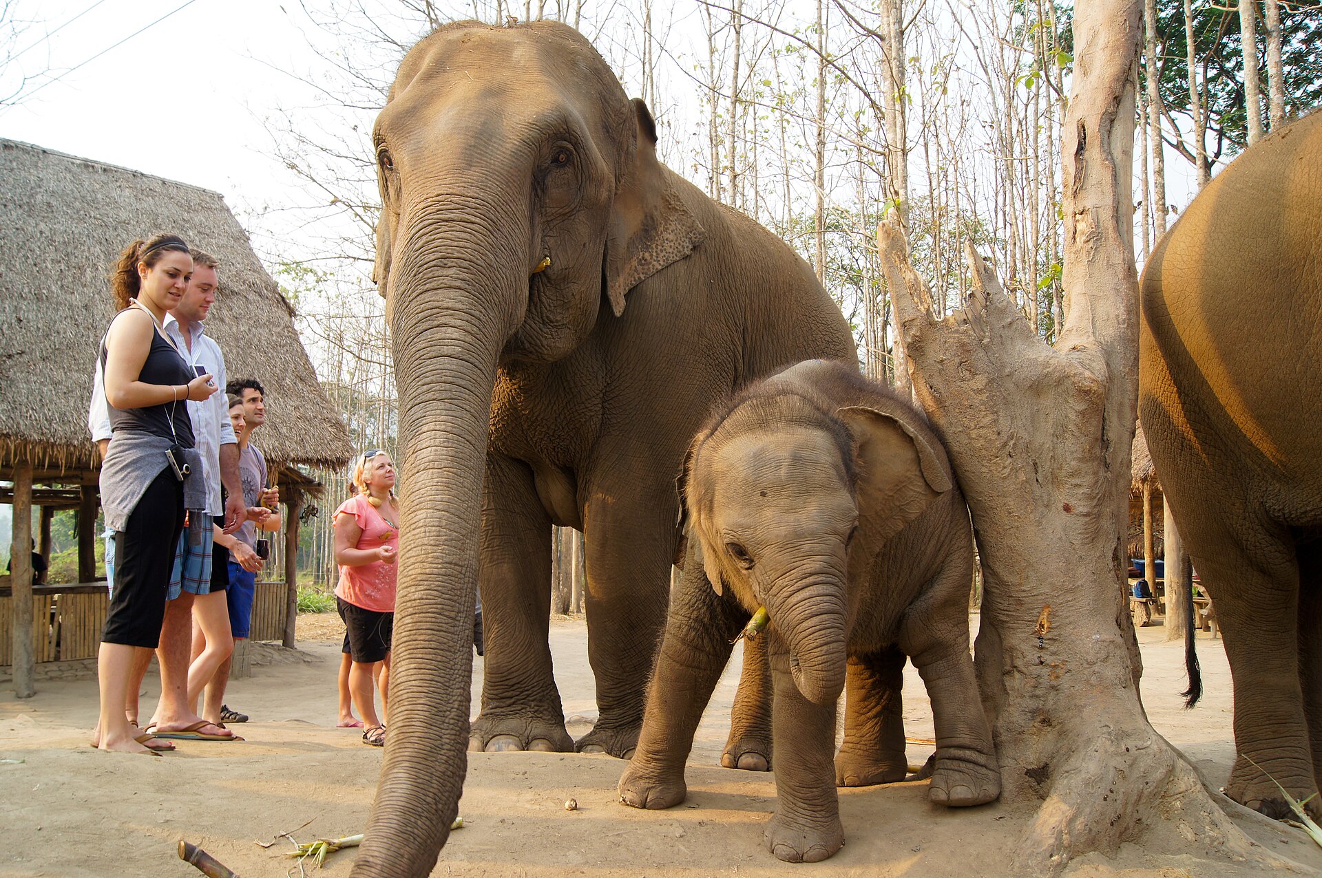 The elephant sanctuaries — photo