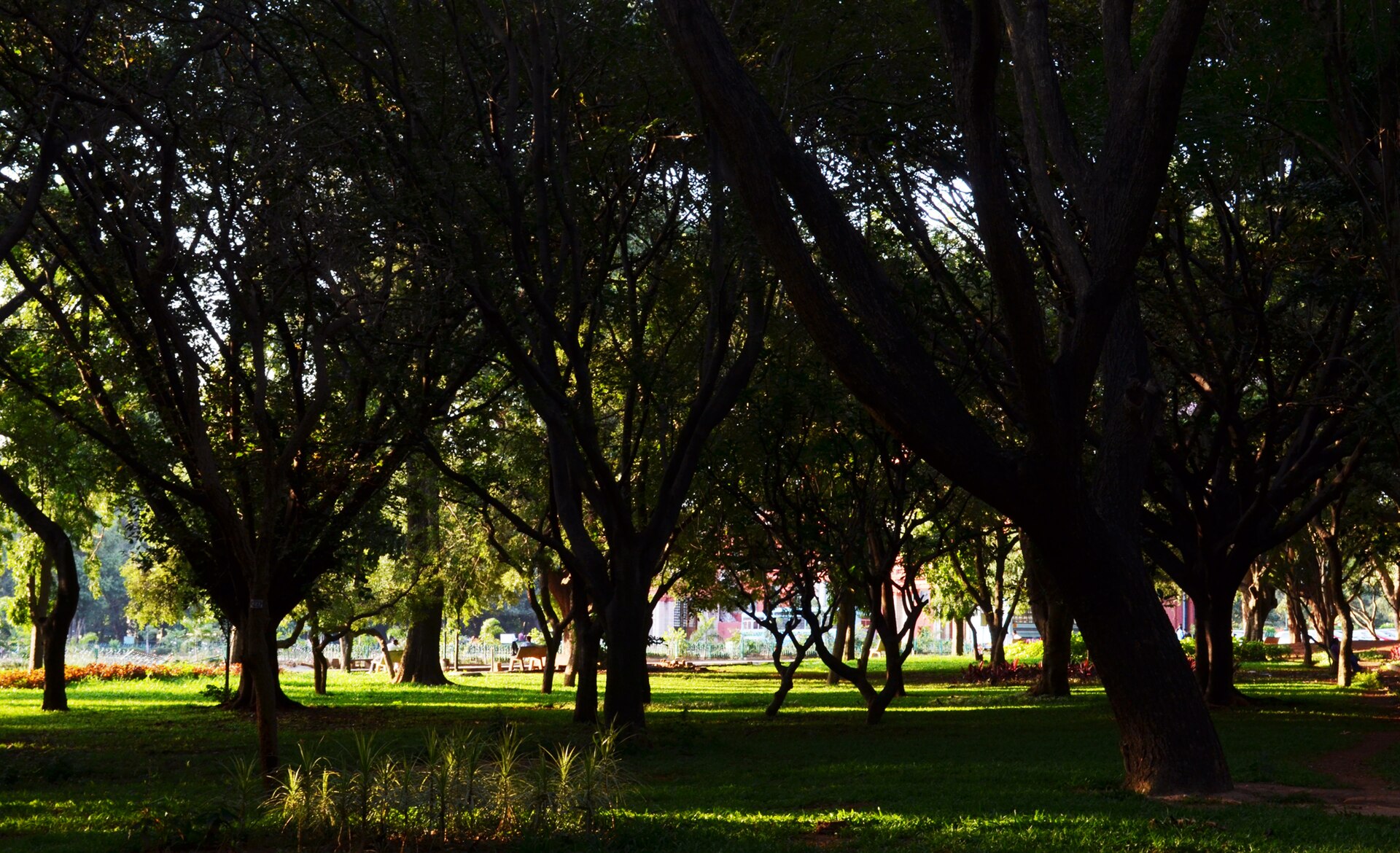 Cubbon Park — photo