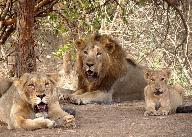 Devalia Safari Park — photo
