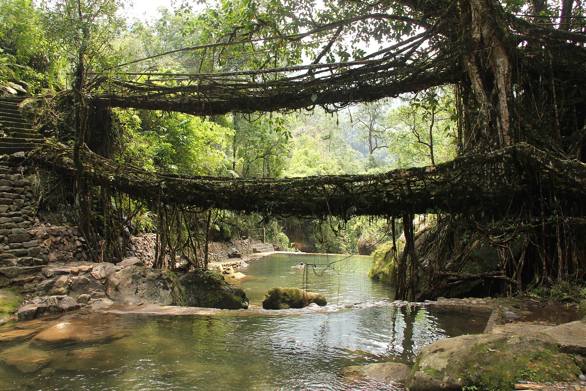 Double Decker Living Root Bridge — photo