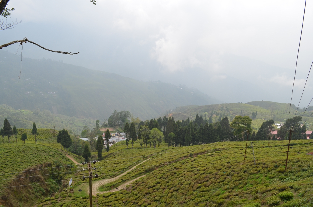 Happy Valley Tea Estate — photo