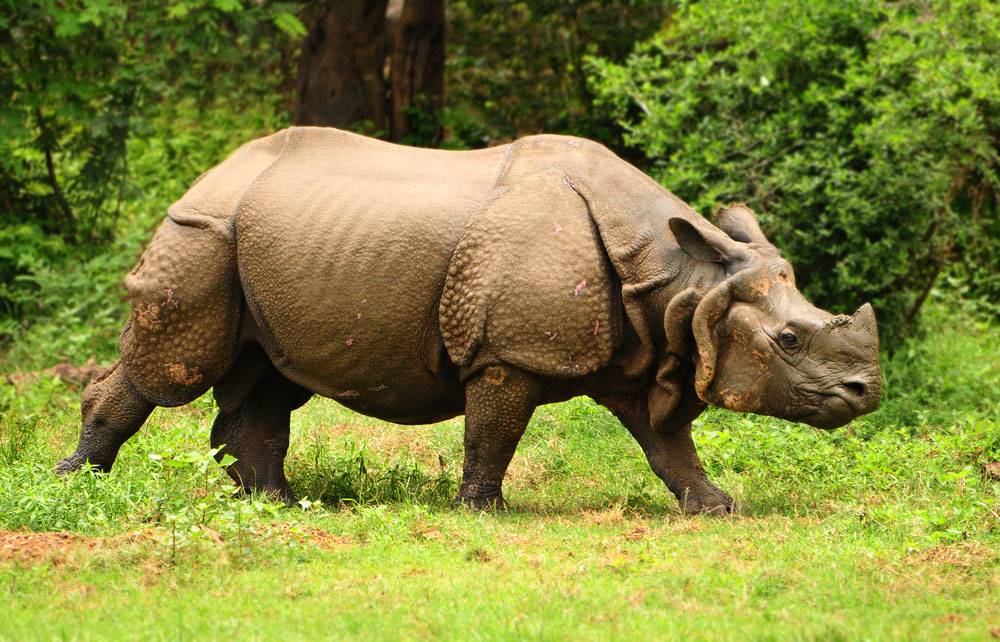 One-Horned Rhino Safari — photo