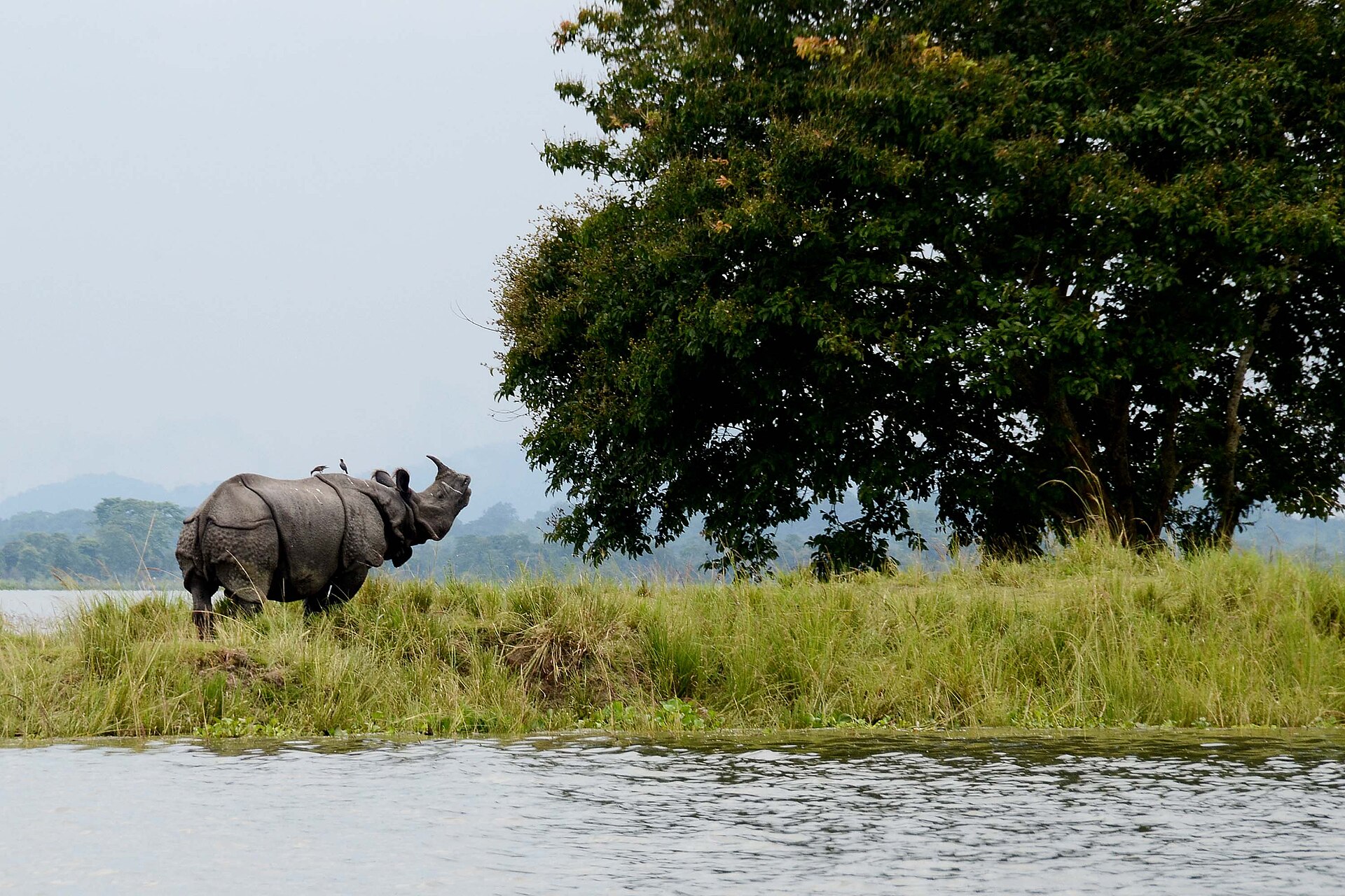 Kaziranga National Park — photo