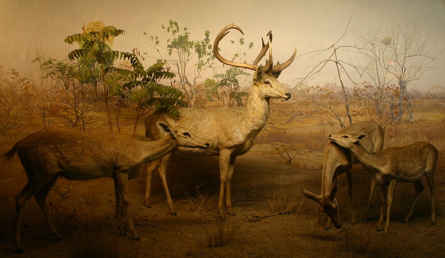 Keibul Lamjao National Park — photo