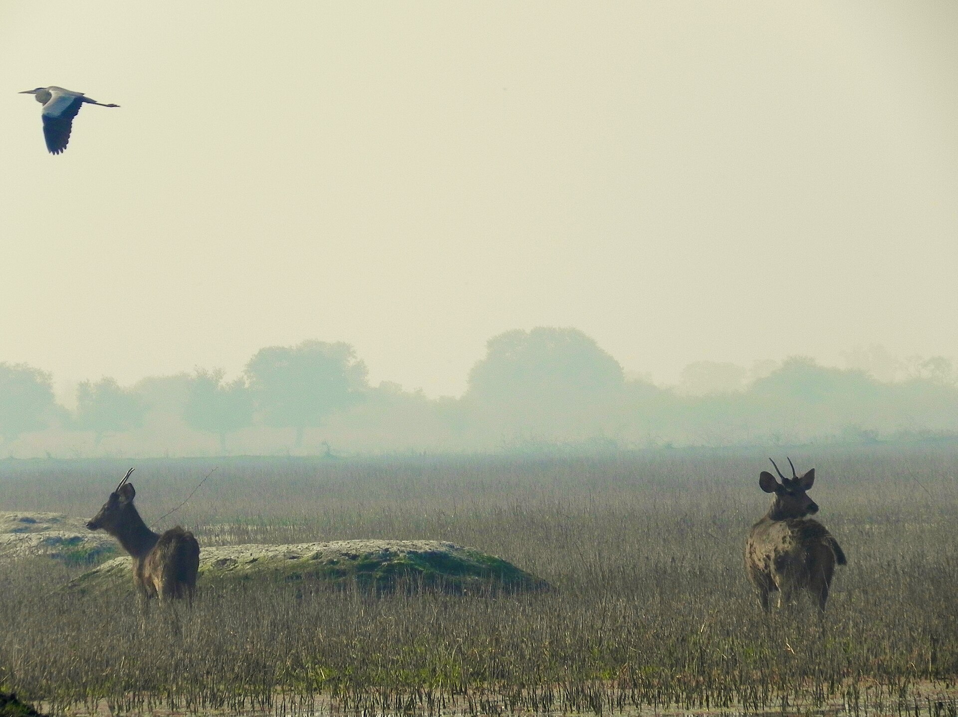 Keoladeo National Park — photo