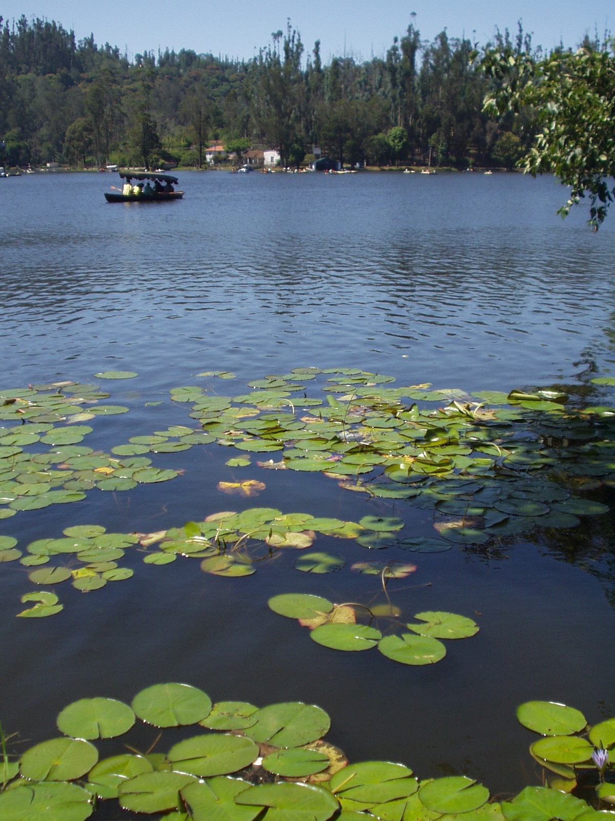 Kodaikanal Lake — photo