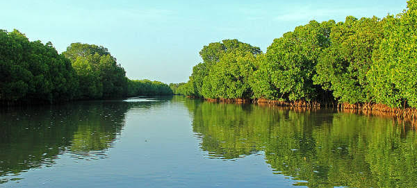 Pichavaram Mangrove Forest — photo