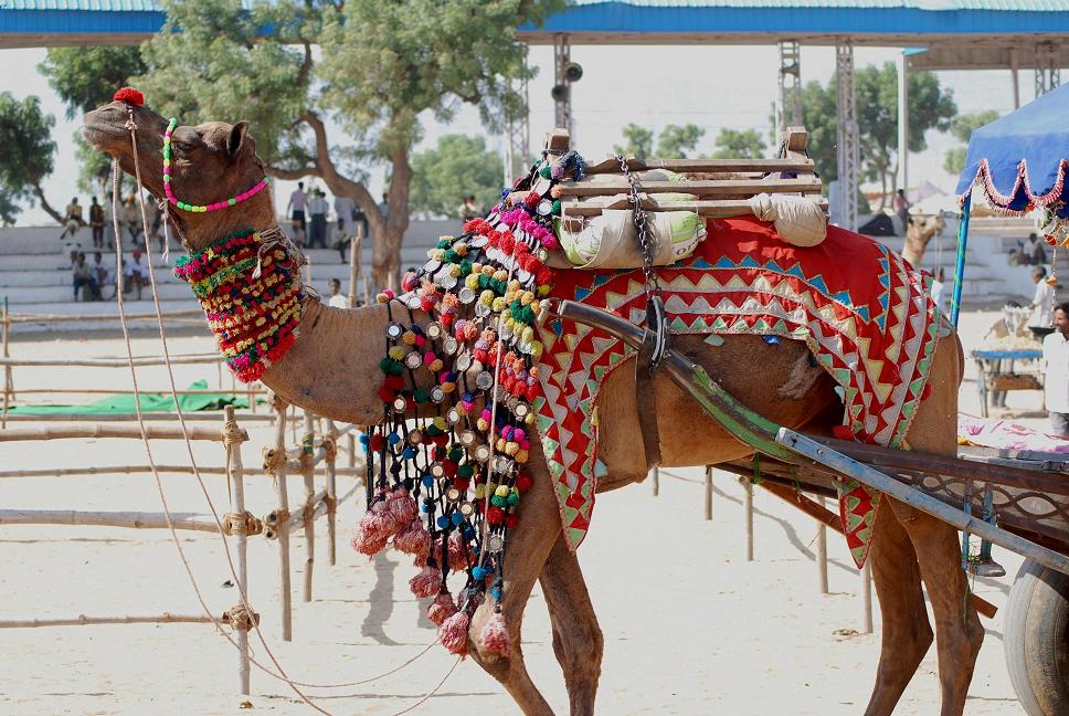 Pushkar Fair Ground — photo