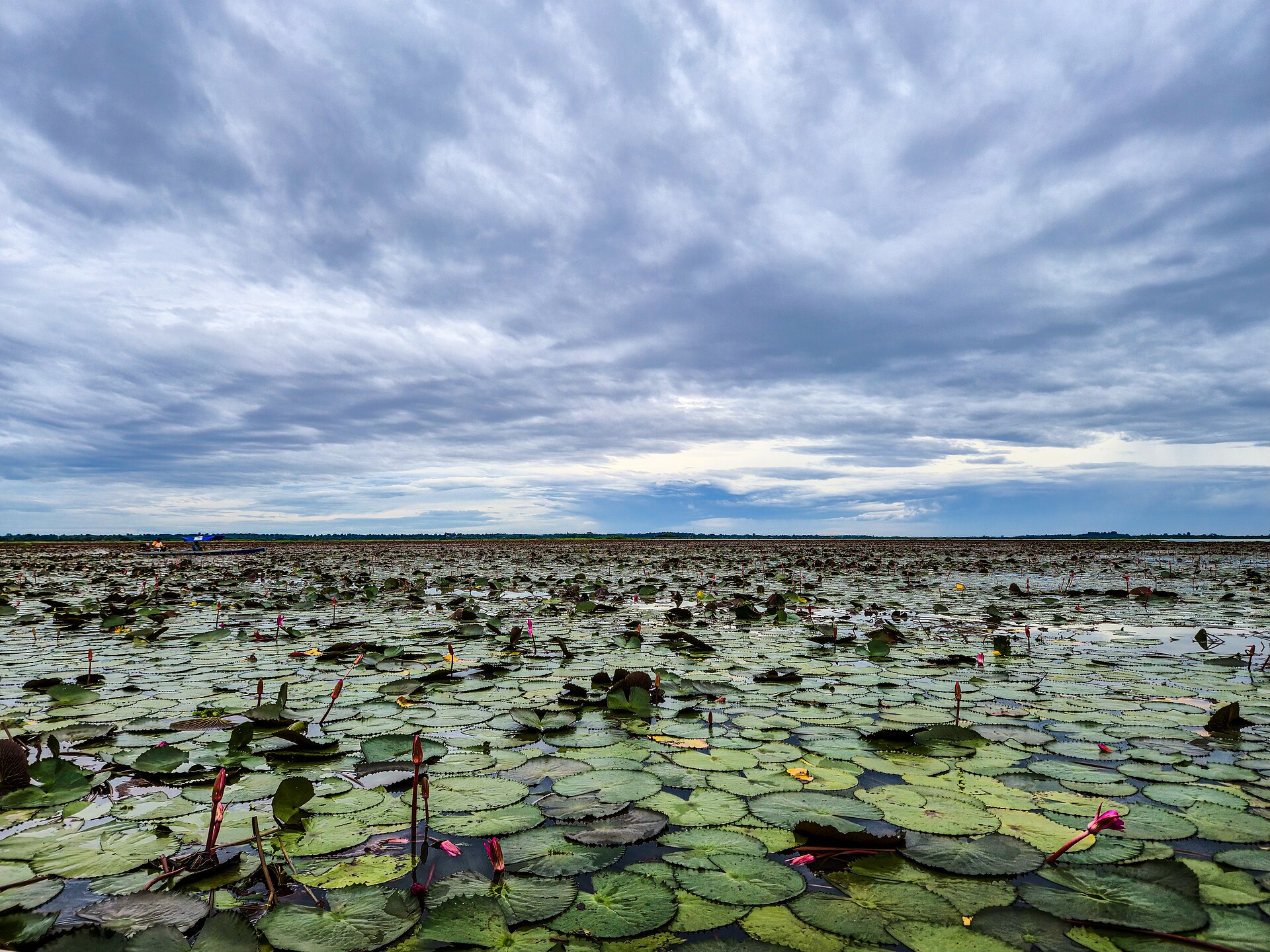 The Red Lotus Sea — photo