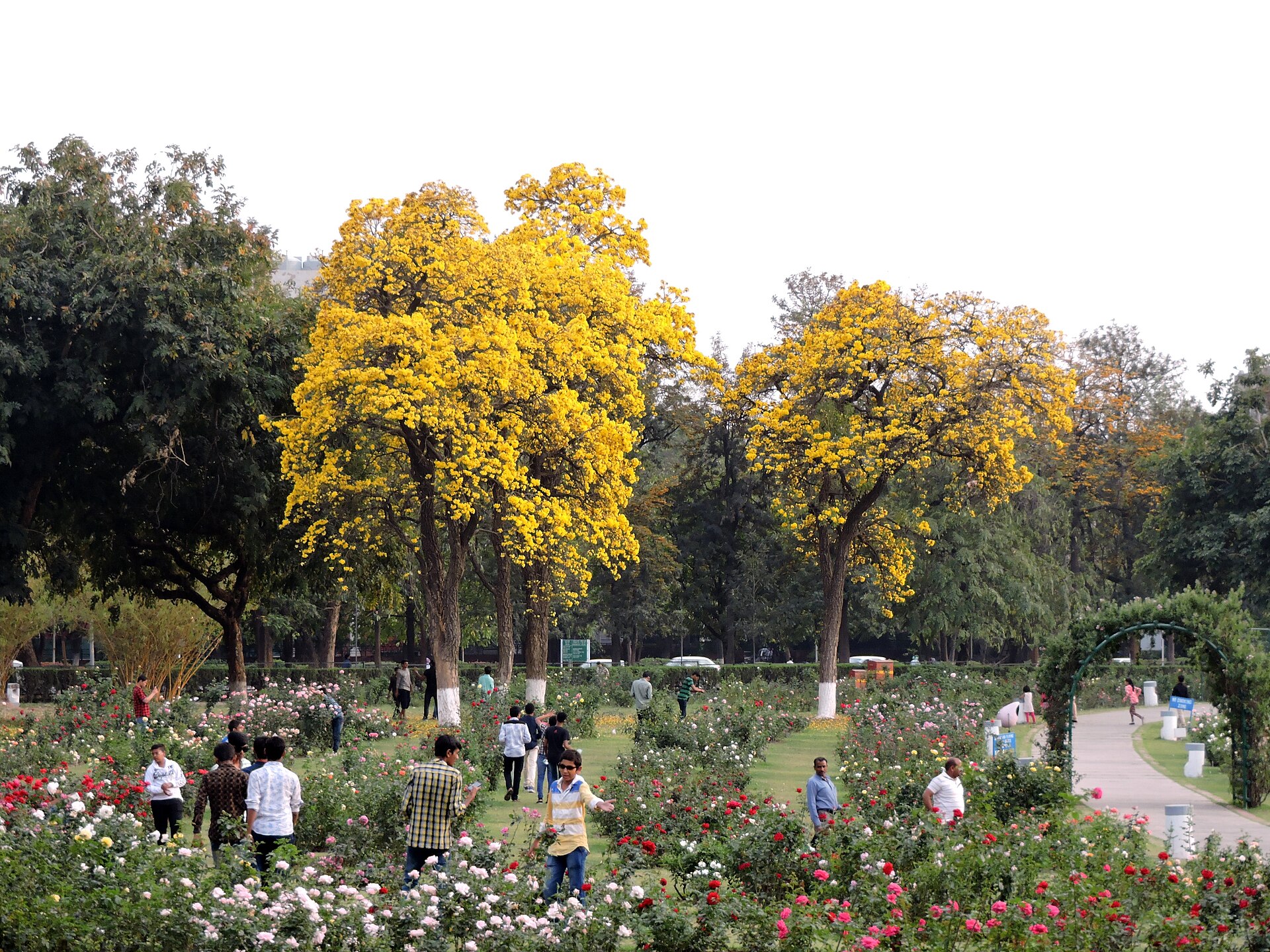 Zakir Hussain Rose Garden — photo