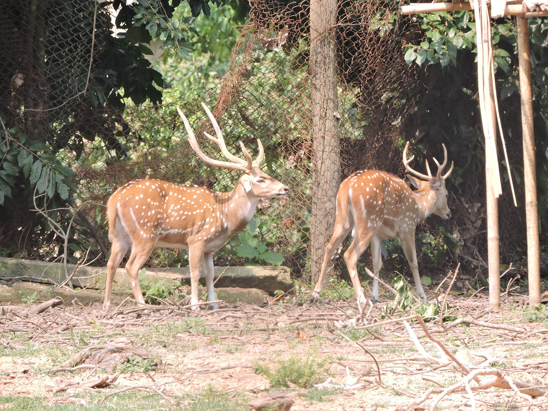 Sepahijala Wildlife Sanctuary — photo