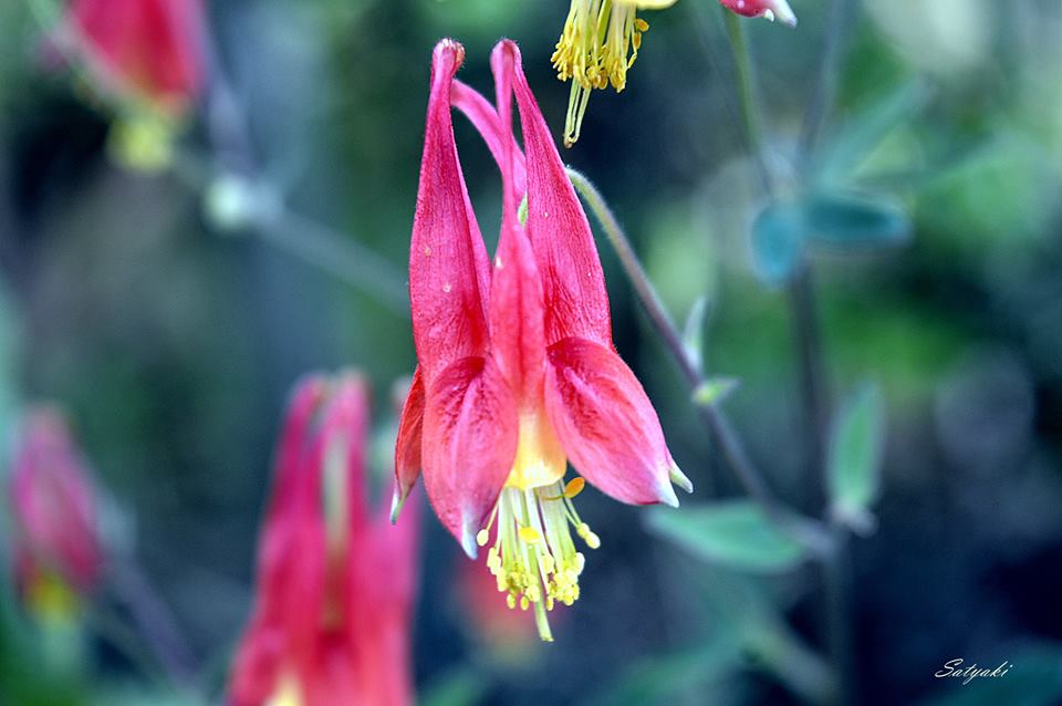 Shingba Rhododendron Sanctuary — photo
