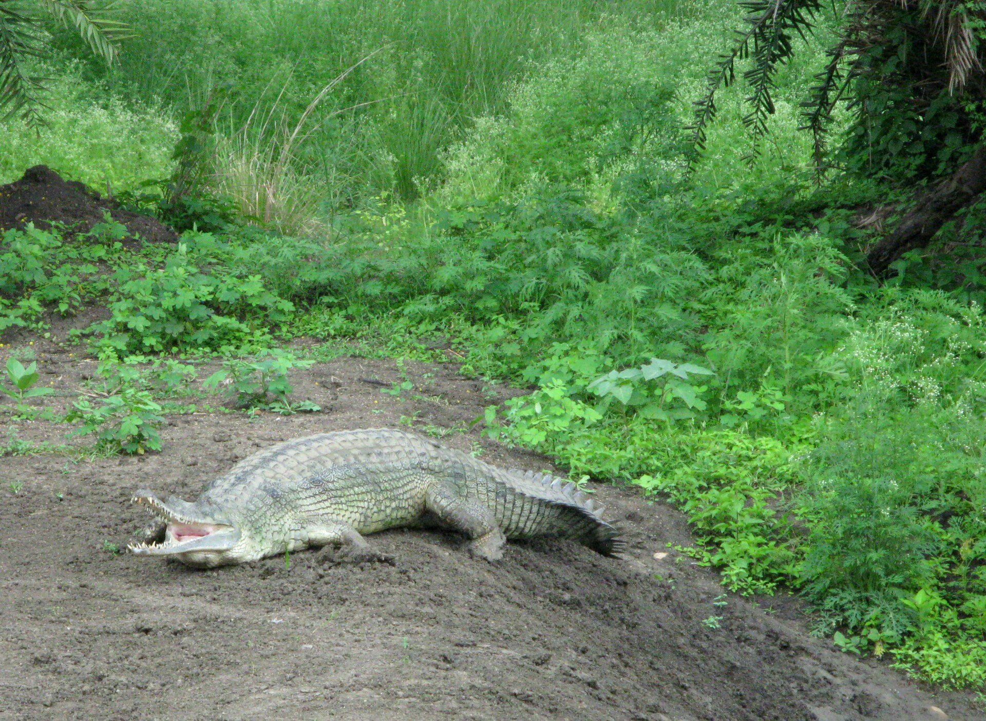 Van Vihar National Park — photo
